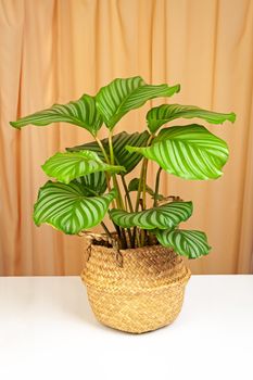 Calathea orbifolia plant in wicker basket on a fabric curtains background