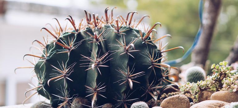 BANNER Real nature beauty background. Close-up Dark green spheric cactus prickly sharp yellow needle. Large Echinocactus Gruzona spiked balls grow. Floral concept, difficult. More tone in stock.