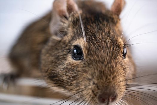 Close up view of chilean squirrel degu