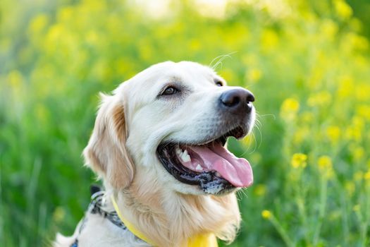 Portrait of cute dog on floral background