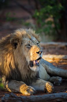 African lion male portrait in Kruger National park, South Africa ; Specie Panthera leo family of Felidae