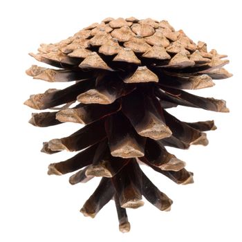 Natural pine cone isolated on white background.