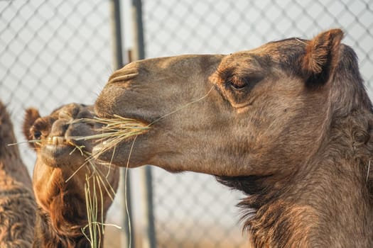 Arabian Desert Camel (United Arab Emirates). Shooting Location: Dubai