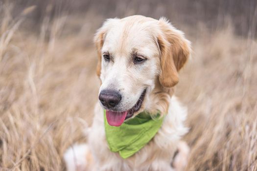 Nice domestic dog in dry grass