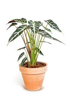 Alocasia Bambinoarrow Plant in brown ceramic pot isolated on white background. Studio shot.