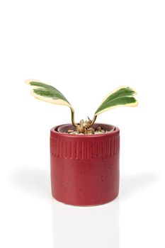 Hoya Kerri variegated. Heart shape plant in red pot, isolated on white background