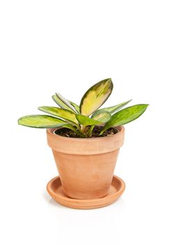 Hoya carnosa tricolor house plant in brown ceramic pot, isolated on white background.