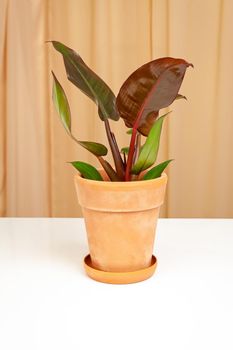 Philodendron Red Sunset with colorful leaves, growth in the pot, on a fabric curtains background. Tropical foliage plant.