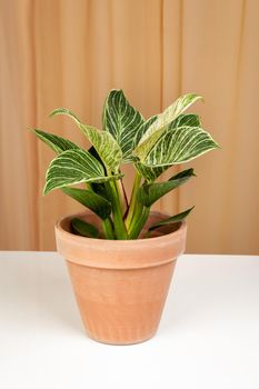 Philodendron Birkin house plant in brown ceramic pot on a fabric curtains background