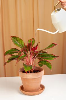 Watering the plant with white watering can - Alocasia Pictus, exotic houseplant on a fabric curtains background.