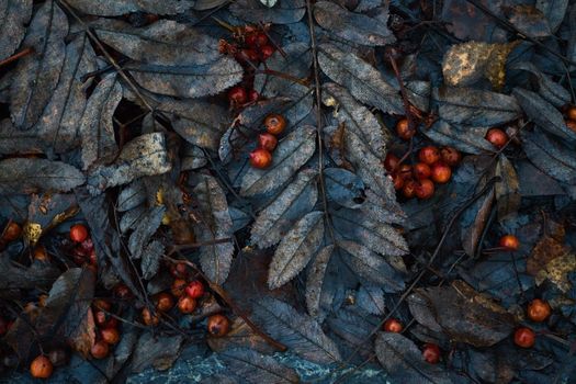 Autumn leaf pattern, Classic monochrome moody dark art floral photo with little dried leaves on dark dry brown background, winter backdrop