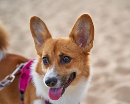 Beautiful dog on sandy beach. Corgi puppy walks in nature in summer in sunshine near coastline. Pet outdoor activity
