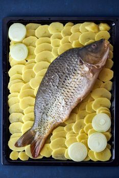 Raw carp, whole fish with sliced potatoes on large tray on dark blue background. Traditional European Polish dish, suitable for a Christmas table, vertical