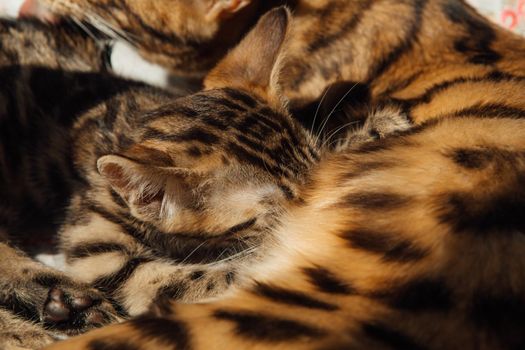 Adorable golden bengal mother-cat feeds her little kittens with breast