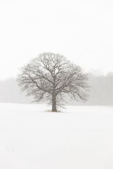 Lone Tree in a Farm Field in a Winter Snow Storm with White Out Conditions. Plenty of copy space. High quality photo