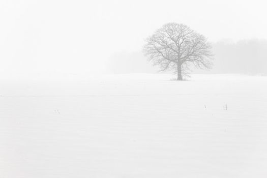 Lone Tree in a Farm Field in a Winter Snow Storm with White Out Conditions. Plenty of copy space. High quality photo