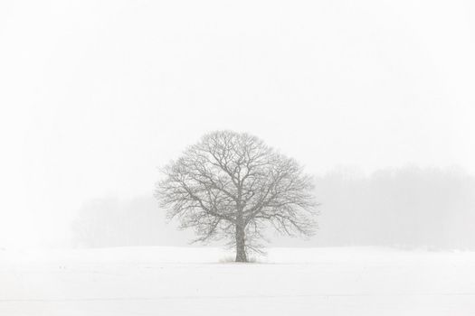 Lone Tree in a Farm Field in a Winter Snow Storm with White Out Conditions. Plenty of copy space. High quality photo