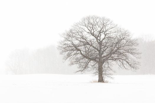 Lone Tree in a Farm Field in a Winter Snow Storm with White Out Conditions. Plenty of copy space. High quality photo