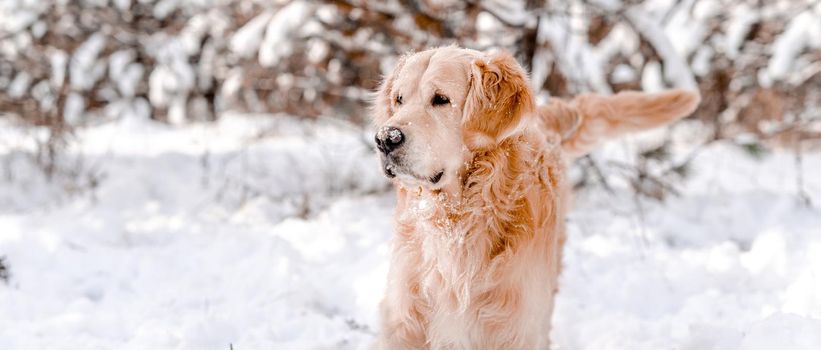 Golden retriever dog standing in snow in winter time and looking back. Purebred pet labrador outdoors in cold weather