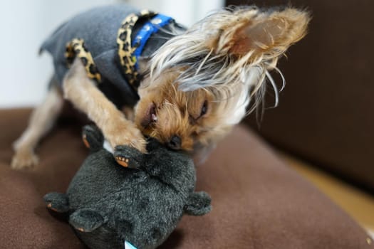 Cute Yorkshire Terrier (Companion Animal). Shooting Location: Tokyo metropolitan area