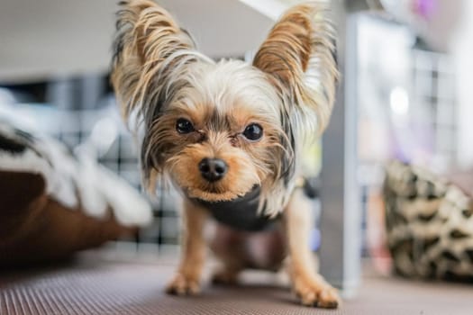 Cute Yorkshire Terrier (Companion Animal). Shooting Location: Tokyo metropolitan area