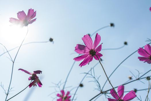 Pink cosmos of flowers at the garden for background