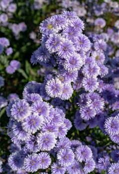 Violet flowers in the garden at home