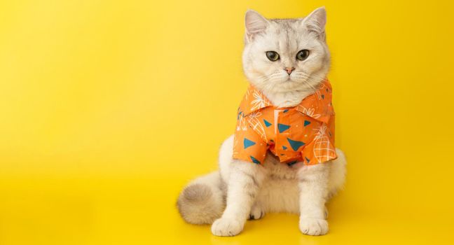White cat are wear orange shirt sits on the yellow background in the studio. Wide banner. Copy space