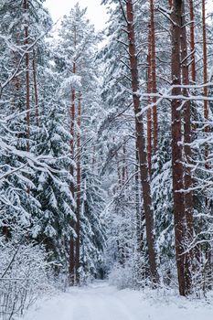 Beautiful winter forest with snow trees. Fairy tale. Vertical image in blue tone