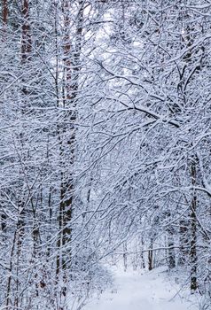 Beautiful winter forest with snowy trees and white road. A lot of thin twigs covered with snow. High quality photo