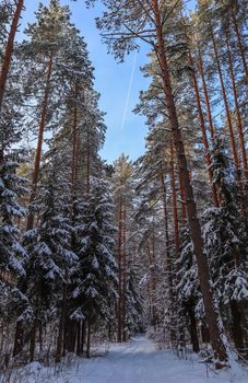 Snowy winter forest in a sunny day on a background of blue sky with jet's line. White snow path and a lot of thin snow-covered branches