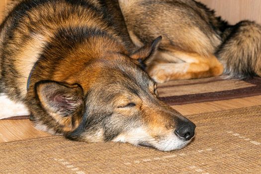 the dog sleeps sweetly on the mat. High quality photo