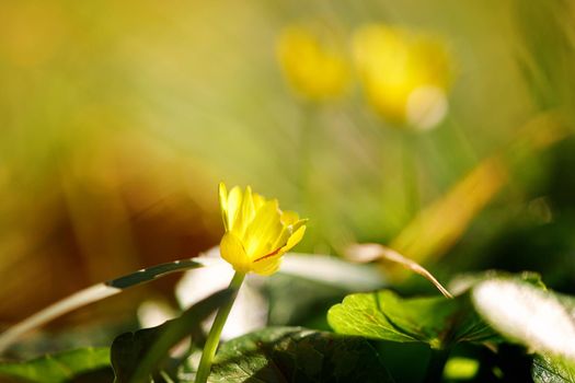 Portrait of a single flower. Spring background. background of flower