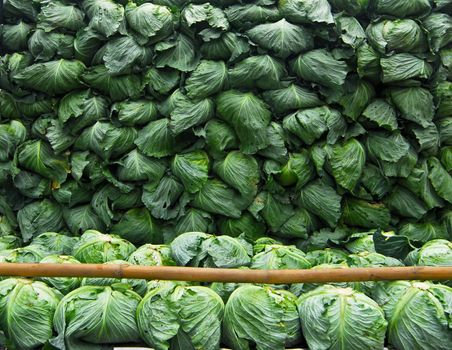 organic cabbage arranged on truck for transportation 