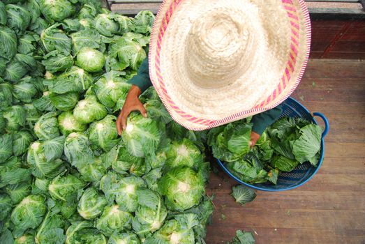 farmer organic cabbage arranged on truck for transportation 