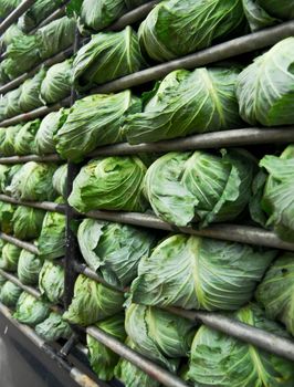organic cabbage arranged on truck for transportation 
