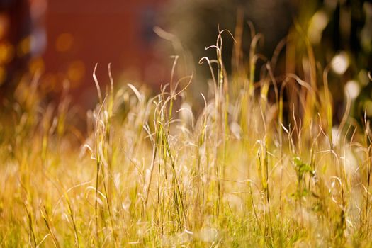 Grass spring background. Nature green grass with bokeh background..