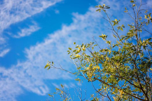 Yellow flowers of a mimosa tree on a background of blue sky