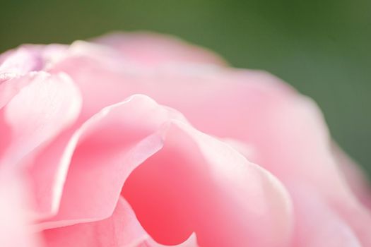 Background of a pink rose flower. Spring blooming flower background.