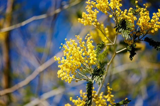 Yellow flowers of a mimosa tree on a background of blue sky