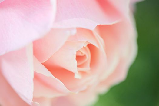 Background of a pink rose flower. Spring blooming flower background.