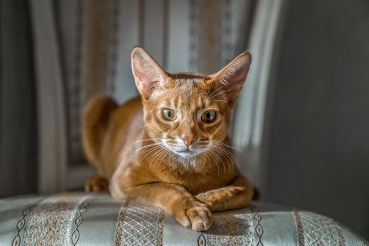 Red cat of Abyssinian breed lies on chair in sphinx pose, looks at camera, . Cose-up.