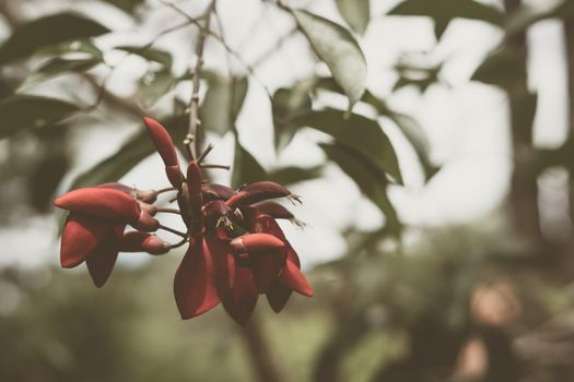 Real nature beauty background. Copy space close-up red tree flower blossom Bismarck furioso colour plant green leaves park. Floral design. Love romance concept. Early spring evening cold dark mood