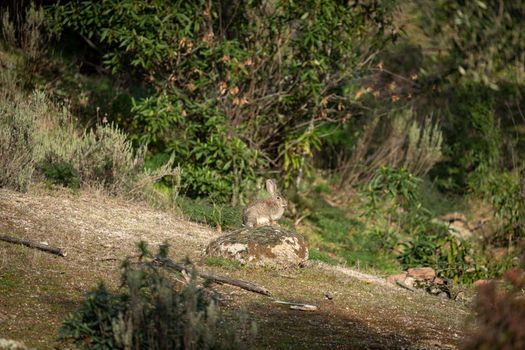 Rabbit watching on top of the rock in the middle of the field