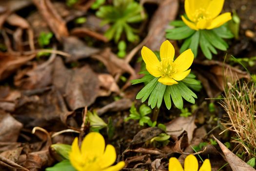 winter aconite in early spring in a German garden