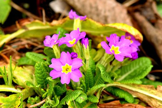 primroses in spring in a German garden