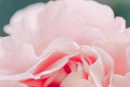 Pink color roses flowers background. Abstract defocused flower backdrop. Macro of unfocused blurred pink petals texture, soft dreamy image. Closeup
