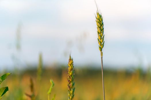 Growing grain crops in a field or meadow.Wheat ears sway in the wind against the background of sunlight and blue sky.Nature, freedom.The sun's rays will shine through the grain stalks.Harvesting