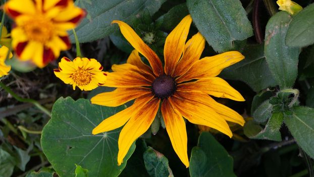 Yellow-brown oneflower close-up against the background of green foliage and small inflorescences.