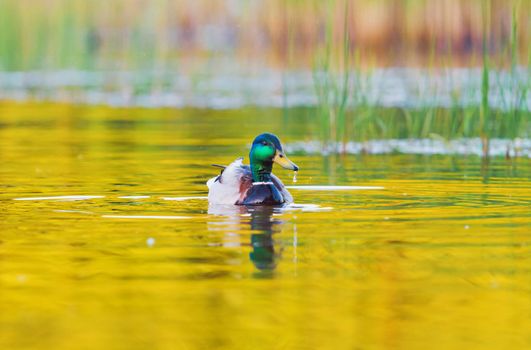 mallard swims in the sunset rays on the lake, wildlife